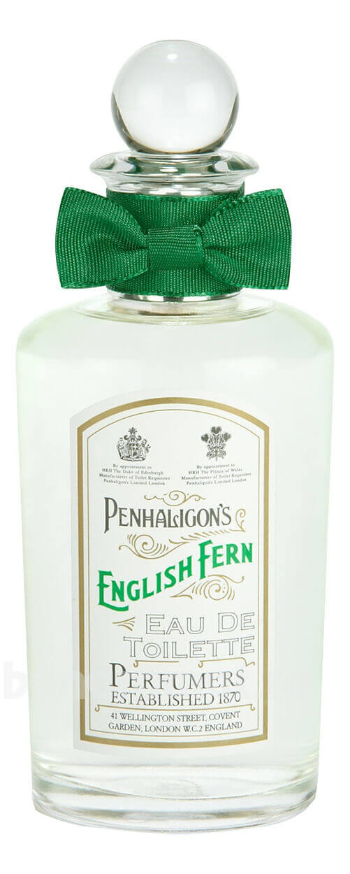English Fern