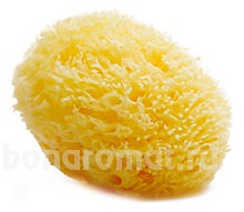     Natural Sponges