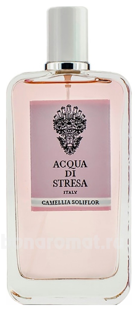 Camellia Soliflor